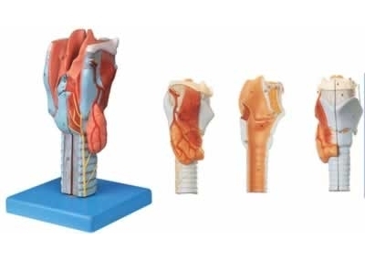 SYL/13004 喉模型