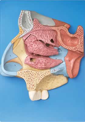 鼻腔放大模型
