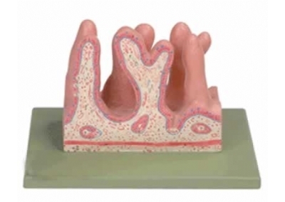 SYL/12005 空肠内面放大模型