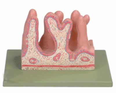 空肠内面放大模型