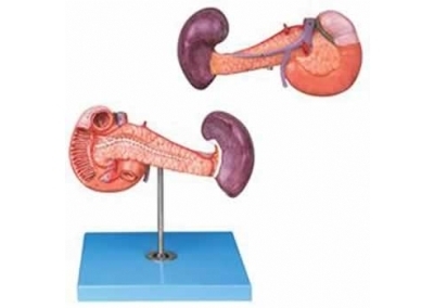 SYL/12004 胰、十二指肠和脾模型