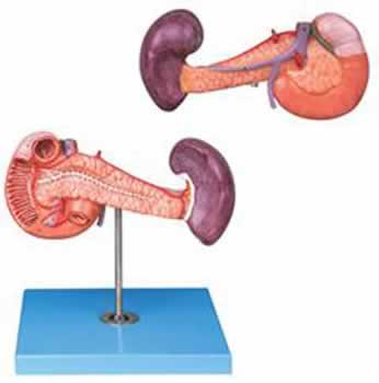 胰、十二指肠和脾模型