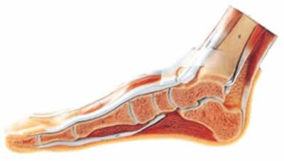 足正中矢状切面模型