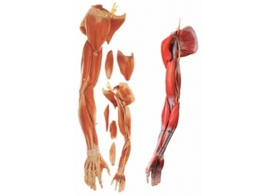 SYL/11305 上肢肌肉附血管神经模型