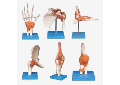 SYL/11209 功能型各关节模型
