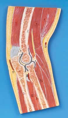 肘关节剖面模型