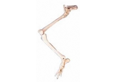 SYL/11130 下肢骨连髋骨模型