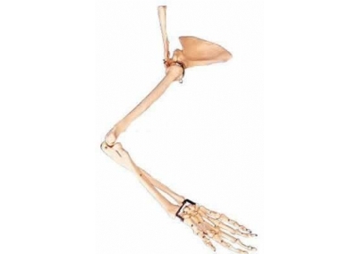 SYL/11123 手臂骨、肩胛骨、锁骨模型