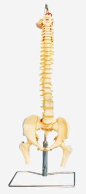脊柱、骨盆与股骨头模型