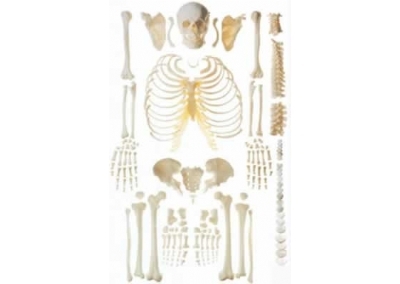 SYL/11103 人体骨骼散骨模型(游离骨)