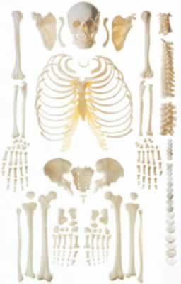 人体骨骼散骨模型(游离骨)