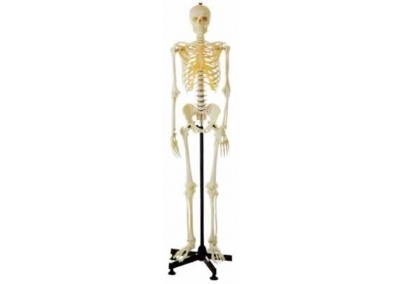 SYL/11101/3 全身骨骼85cm模型