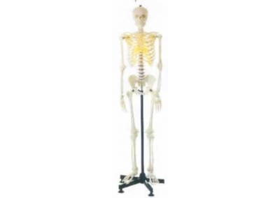 SYL/11101/1 男性全身骨骼模型