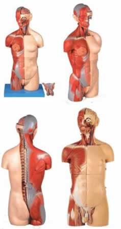 男性、女性外两性互换肌肉内脏背部开放式头颈躯干模型