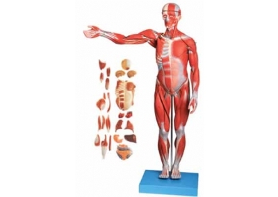 SYL/11301/1 人体全身肌肉附内脏模型(缩小模型)