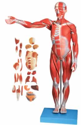 人体全身肌肉附内脏模型(缩小模型)