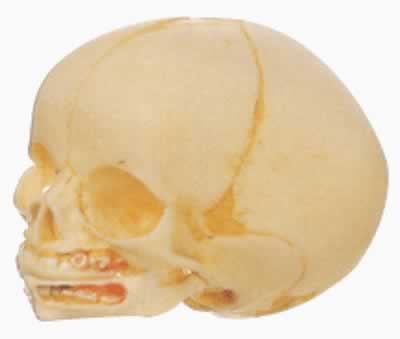 婴儿头颅骨模型