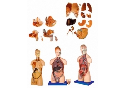 SYL/10002 男性、女性外两性互换人体头颈躯干模型
