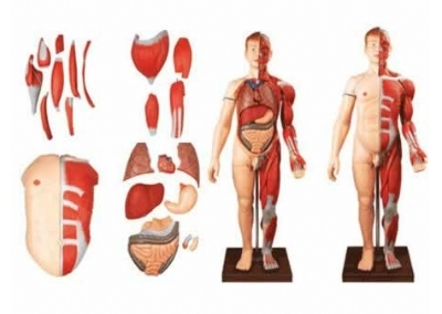 SYL/10001 人体全身层次肌肉附内脏模型