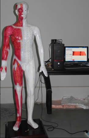 光电感应多媒体人体针灸穴位发光模型