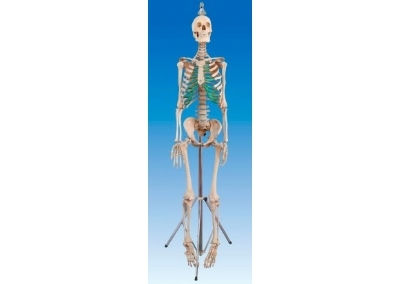 SYL/2001男性全身骨骼模型（真尸）
