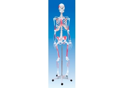 SYL/2001-4人体骨骼附肌肉起止点着色模型