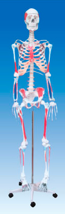 人体骨骼附肌肉起止点着色模型