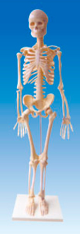 人体骨骼模型85CM