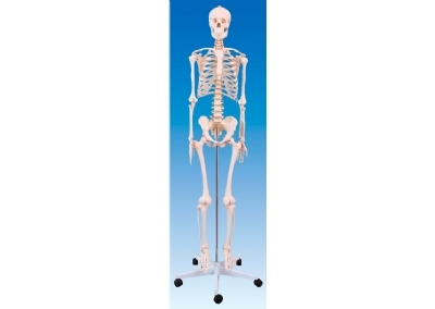 SYL/A101人体骨骼模型170cm