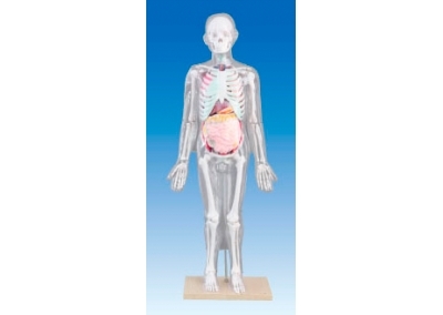 SYL/2005人体体表、人体骨骼与内脏关系模型