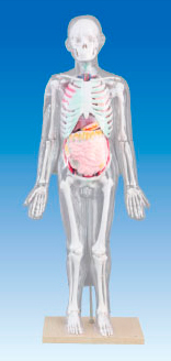 人体体表、人体骨骼与内脏关系模型