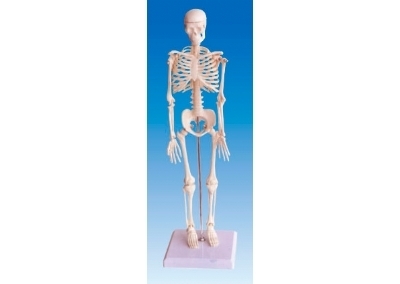 SYL/A103人体骨骼模型45CM