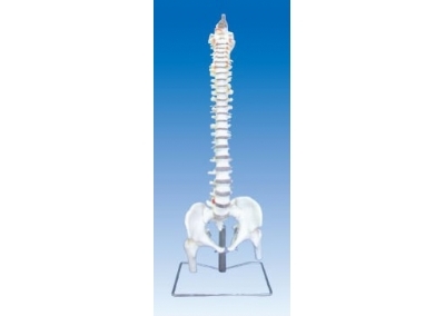 SYL/2017-1脊柱骨带骨盆模型