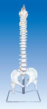 脊柱骨带骨盆模型