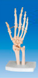 手骨模型