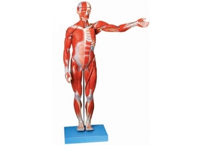 SYL/A11302 人体全身解剖层次分解模型