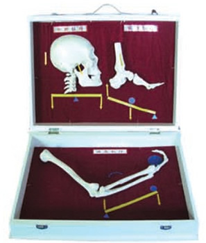 人体骨杠杆分类模型