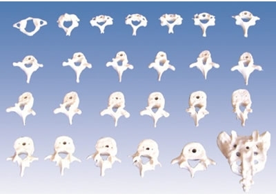 SYL/11208椎骨功能变化示教模型(（颈、胸、腰椎骶骨模型）