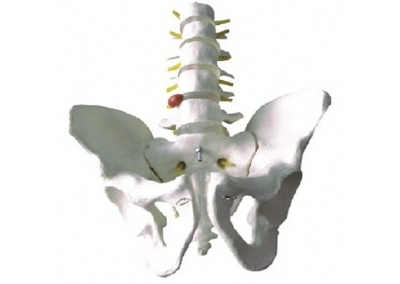 SYL/11129-3 骨盆带五节腰椎模型