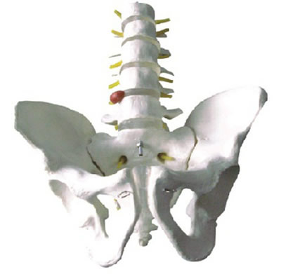 骨盆带五节腰椎模型