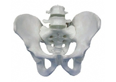 SYL/11129-2 骨盆带两节腰椎模型