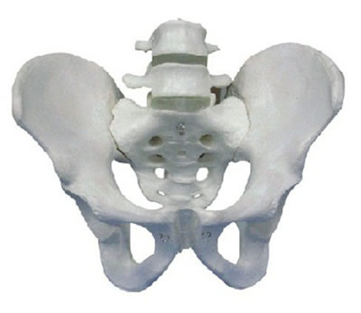 骨盆带两节腰椎模型