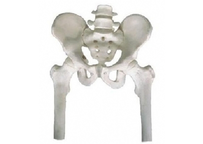 SYL/11129-1 骨盆附腰椎与股骨头模型