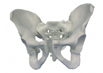 SYL/11127 男性骨盆模型