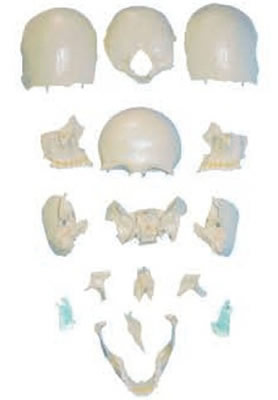 分离头颅骨散骨模型