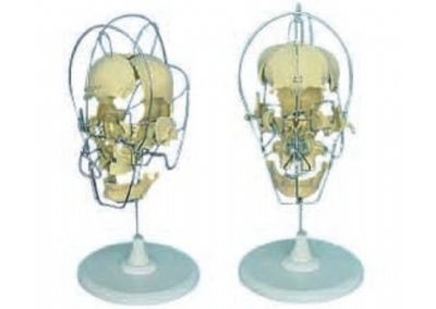 SYL/11116/1 成人头颅骨骨性分离模型