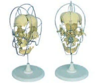 成人头颅骨骨性分离模型