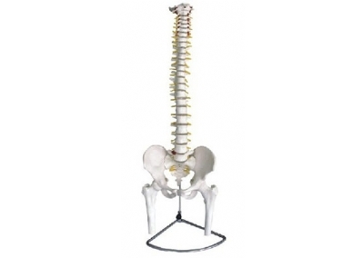 SYL/11105-2 脊椎带骨盆附半腿骨模型（可弯曲）