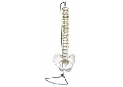 SYL/11104-2 脊椎带骨盆模型（可弯曲）