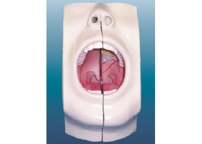 SYL/13017 口腔放大模型